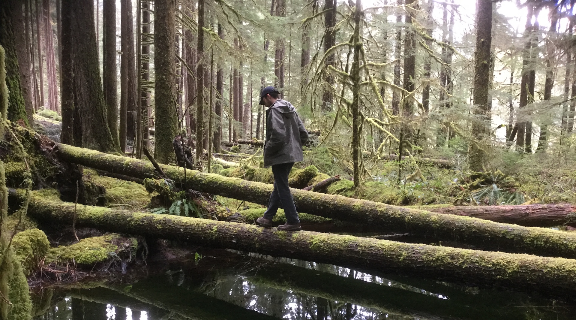 Hiker in Olympic National Forest